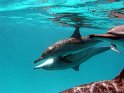 030506_Shaab Samadai - Dauphins - Dsc02005~